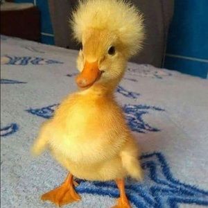 Meet your Posher, Marcus